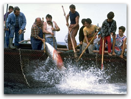 Pesca del tonno